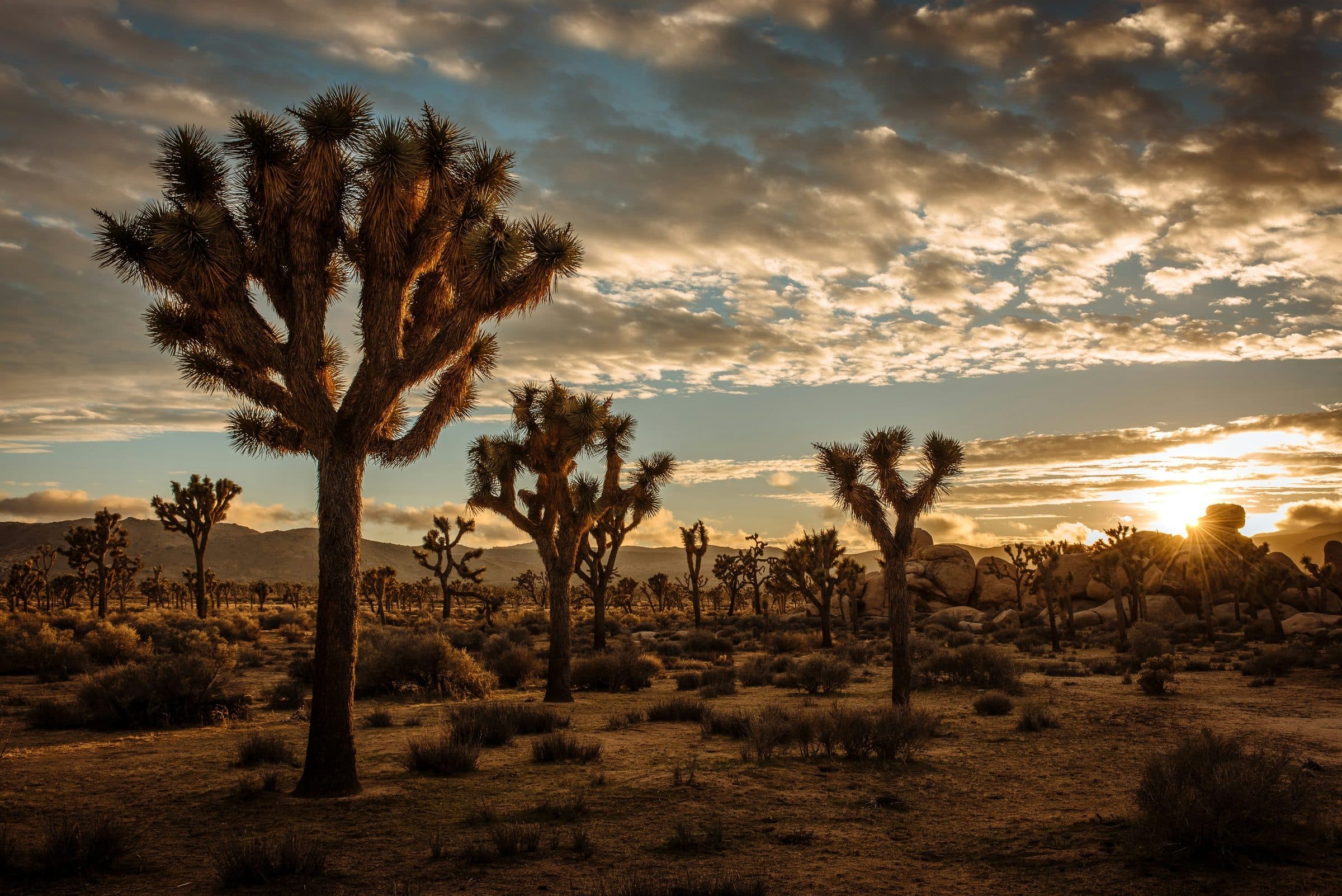 Joshua trees standing in open desert in late afternoon light.