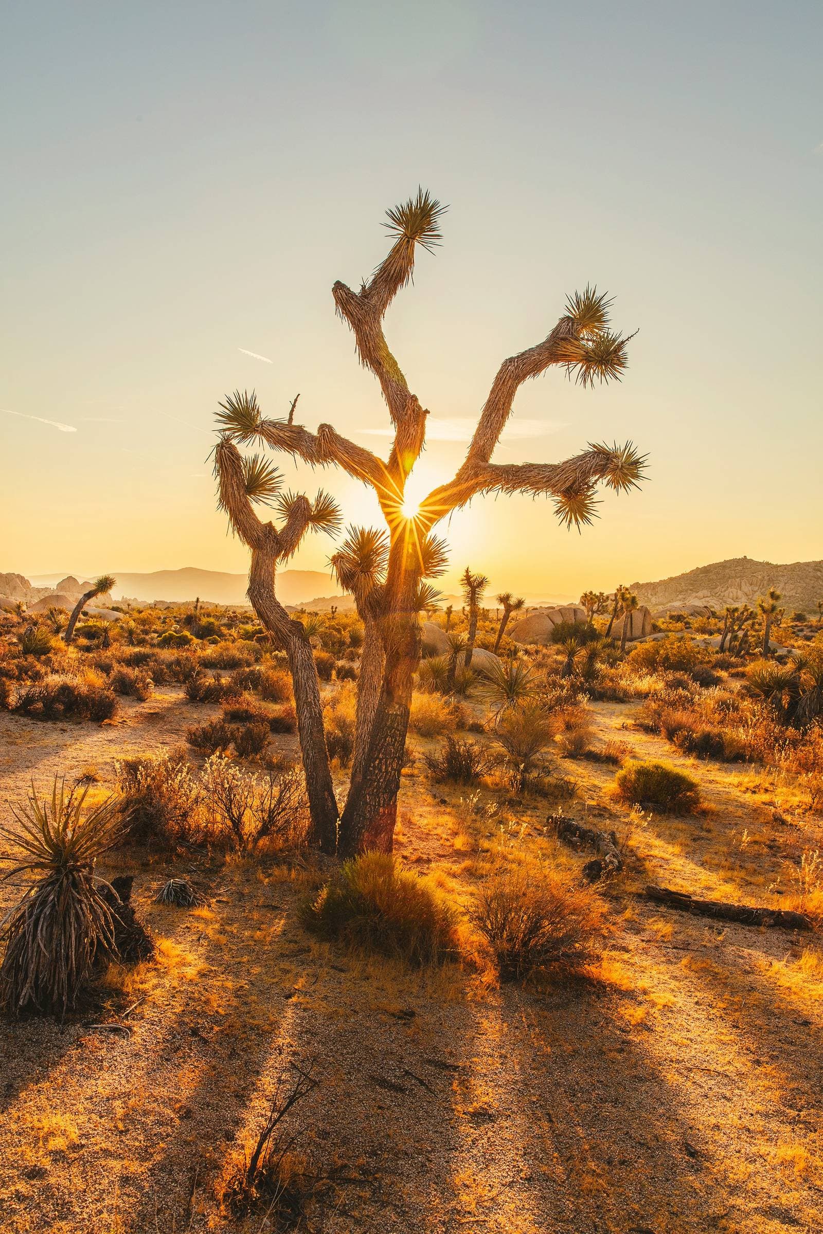 Sunrise breaking through a Joshua tree, long shadows running out across the desert floor.