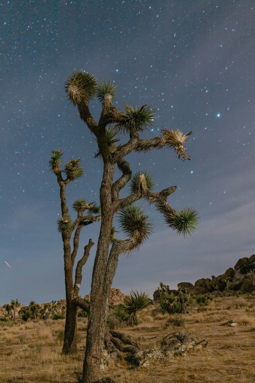 A lone Joshua tree standing under a field of stars