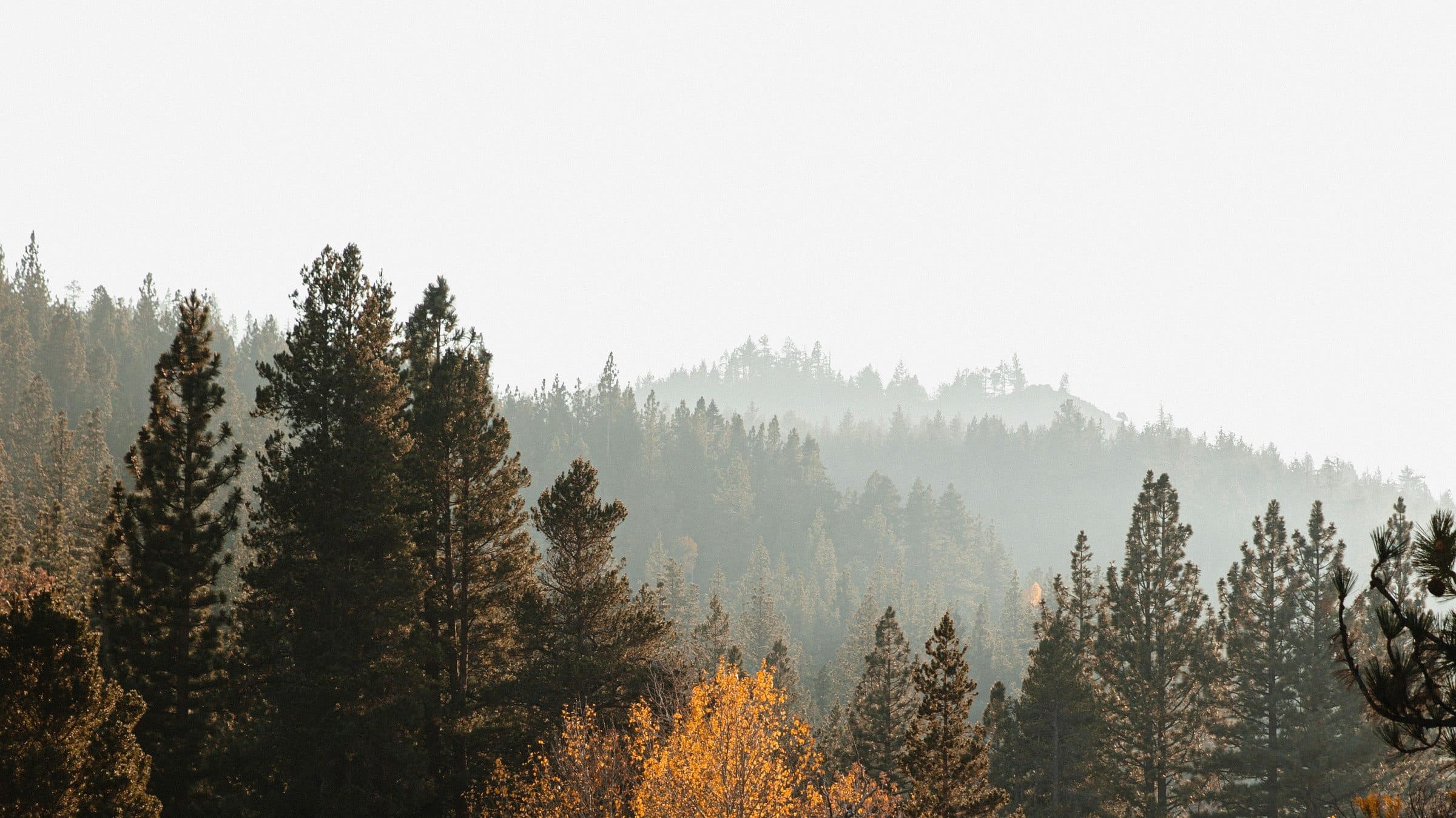 A forested ridge under a pale morning sky.